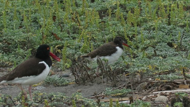 ústřičník americký - ML647403106