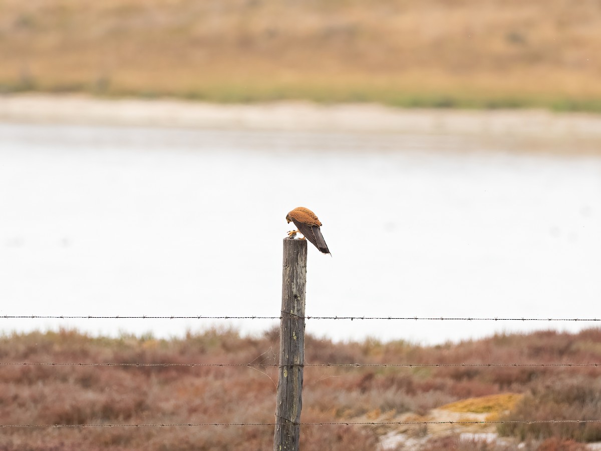 klippefalk - ML647403149