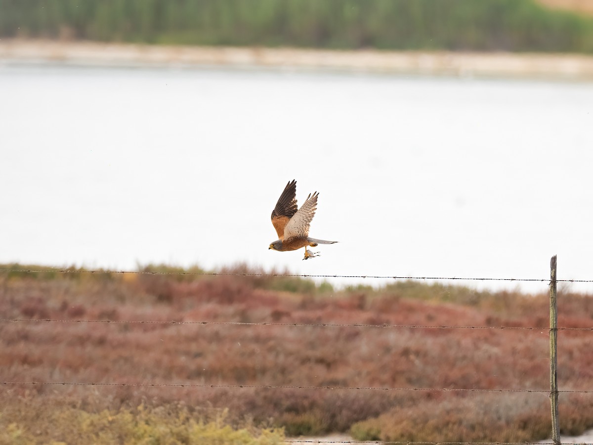 klippefalk - ML647403150