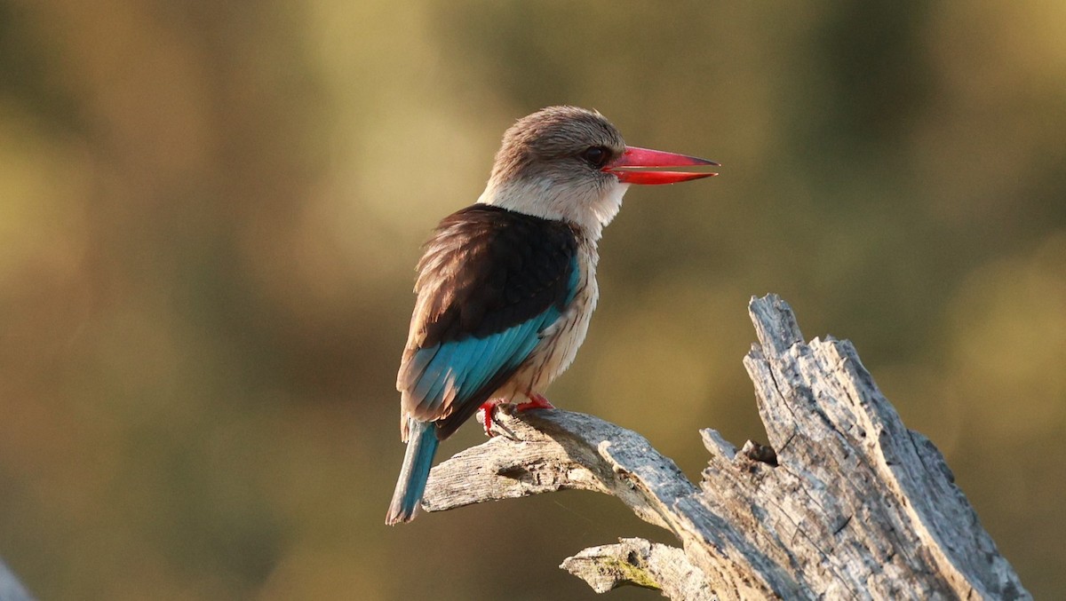 Brown-hooded Kingfisher - ML647403153