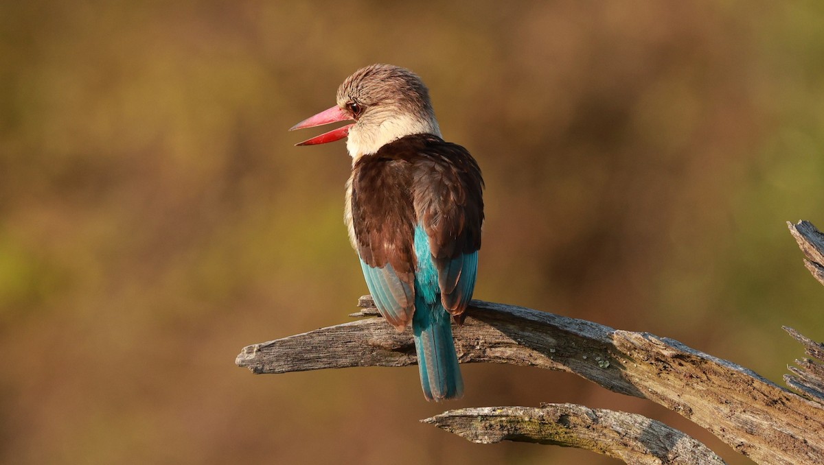 Brown-hooded Kingfisher - ML647403160