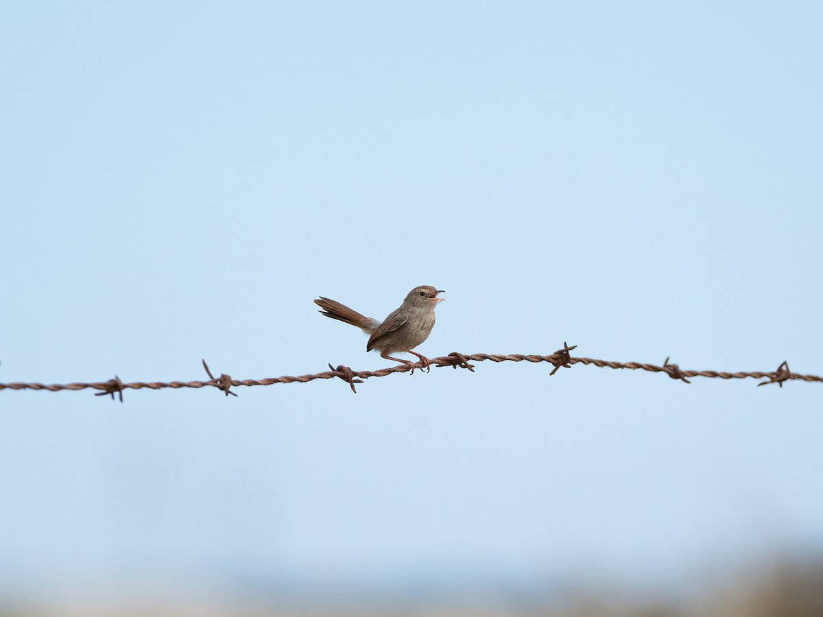 Gray-backed Cisticola - ML647403162
