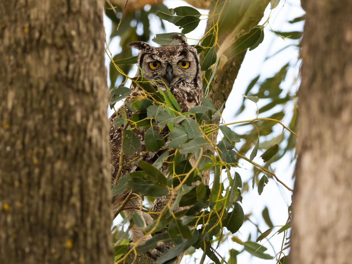 Spotted Eagle-Owl - ML647403181