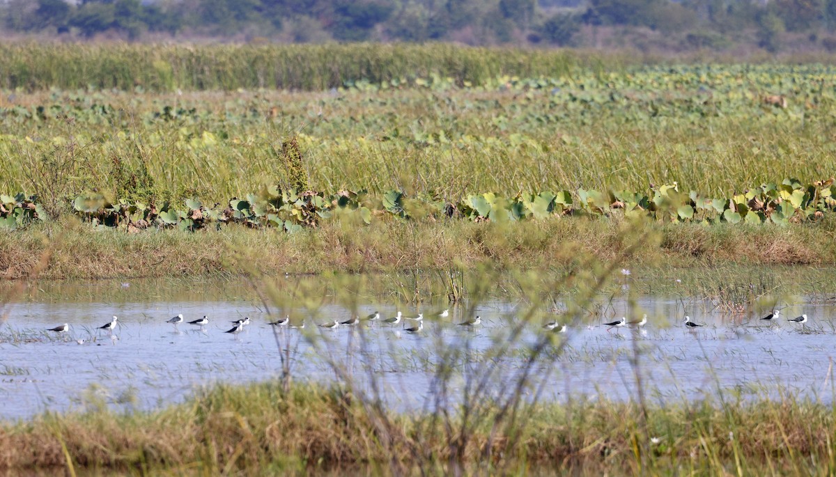 高蹺鴴 - ML647403220