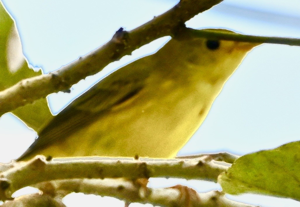 Sarı Ötleğen - ML647403243