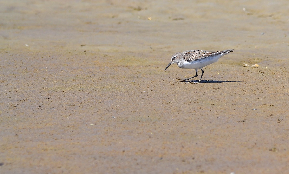 Weißbürzel-Strandläufer - ML647403258