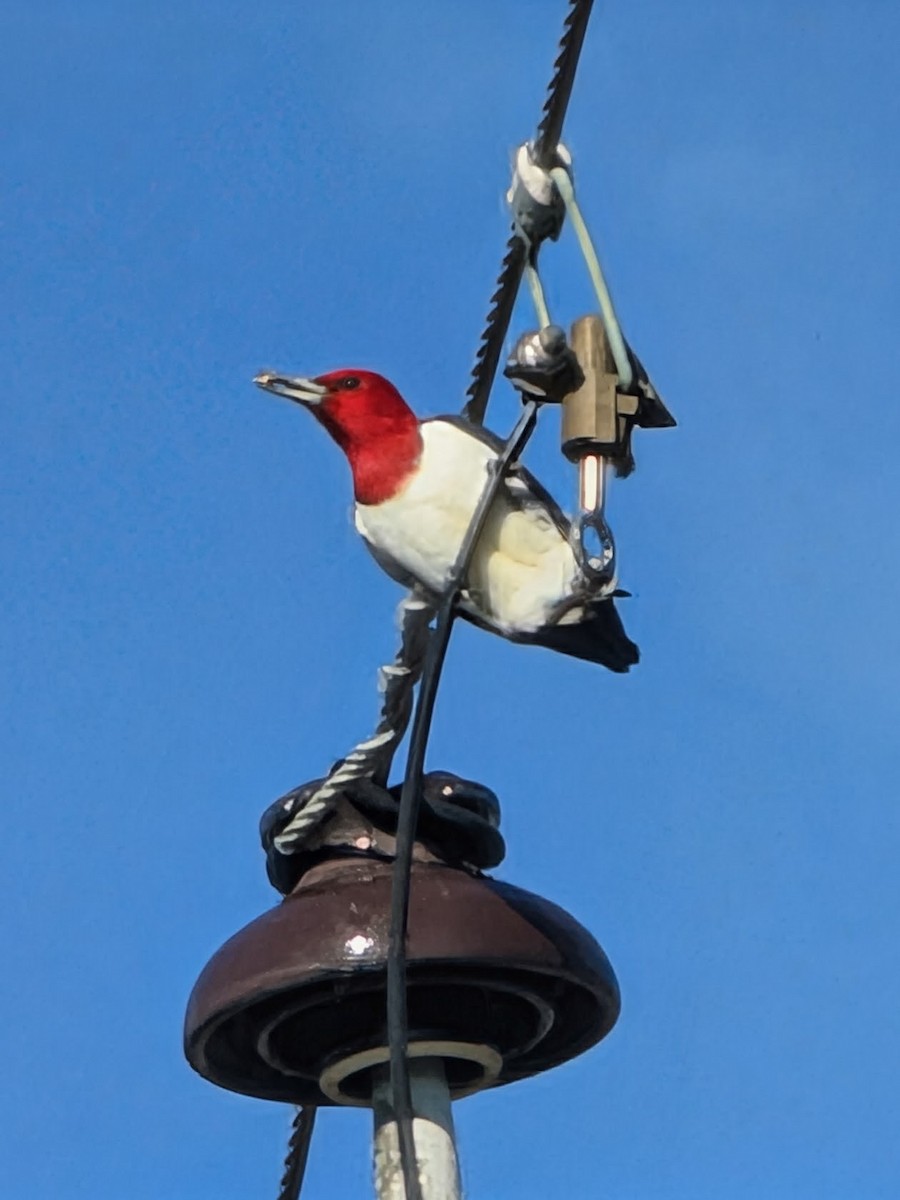 Red-headed Woodpecker - ML647403260