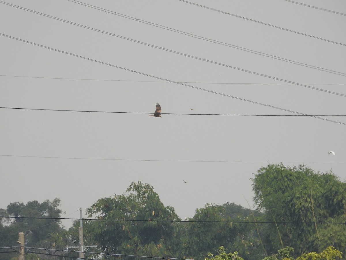 Black Kite - ML647403301