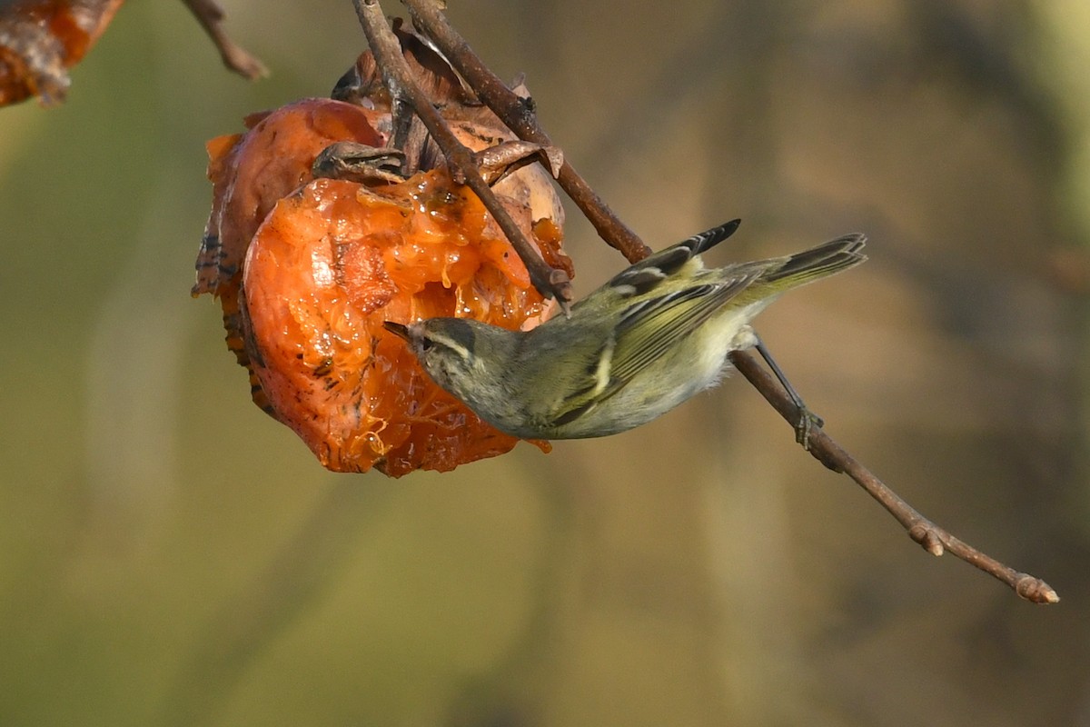 Hume's Warbler - ML647403307