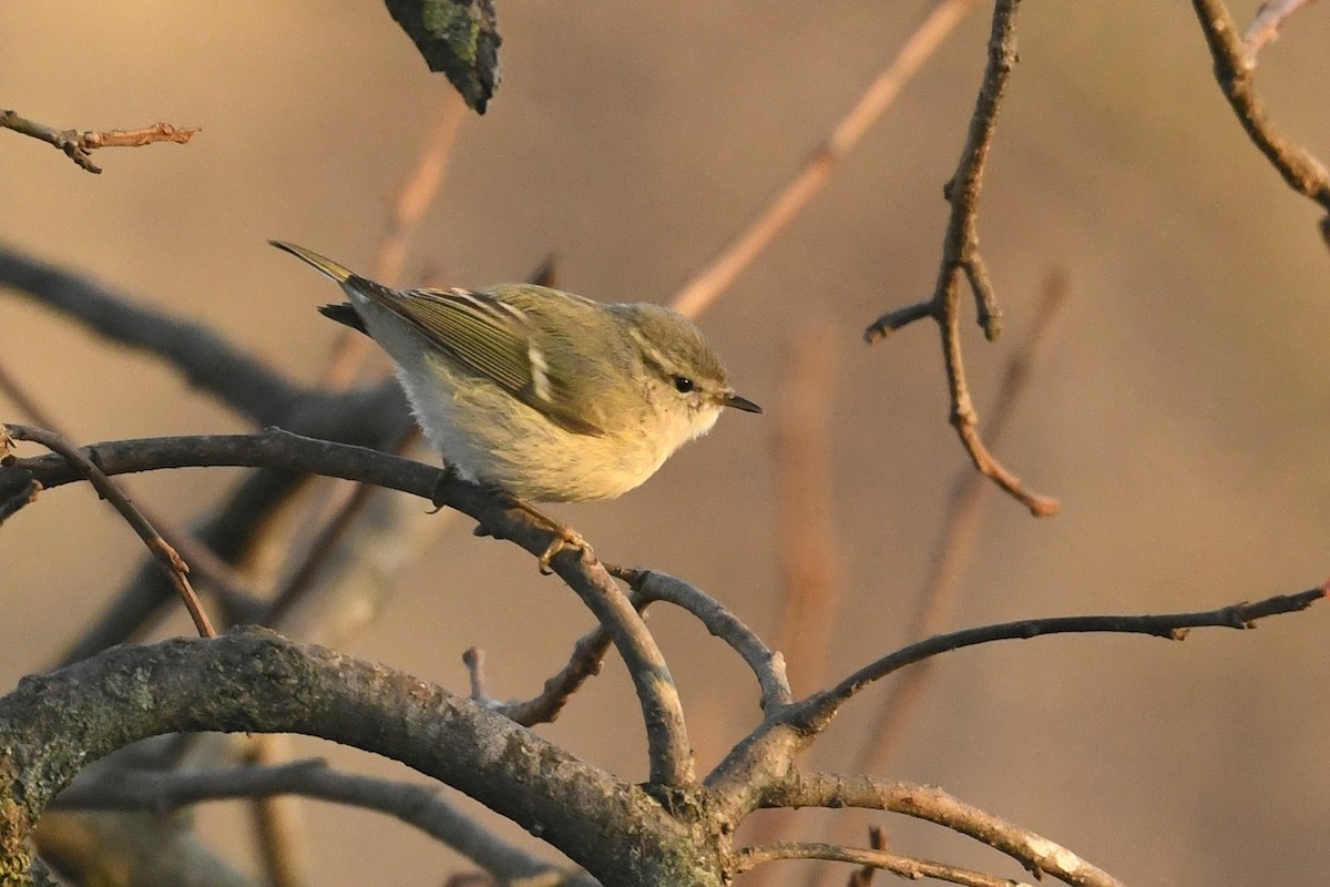 Hume's Warbler - ML647403308