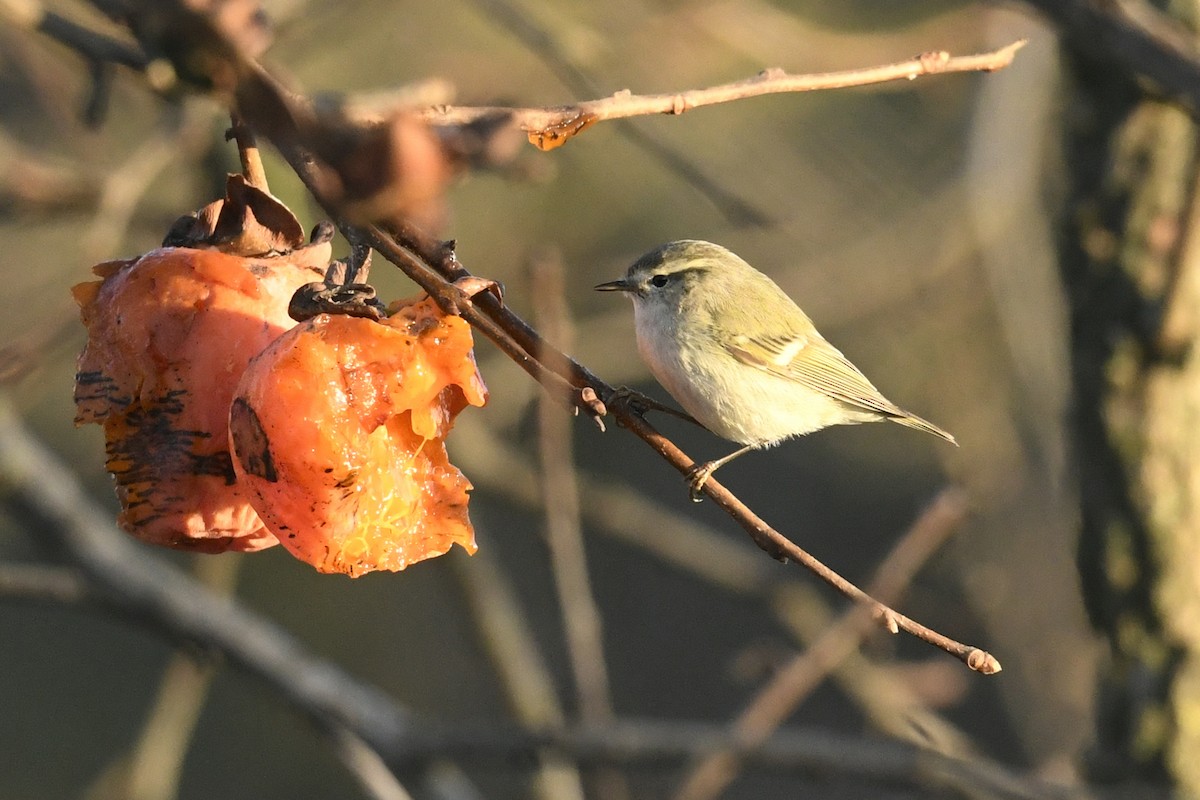 Hume's Warbler - ML647403310