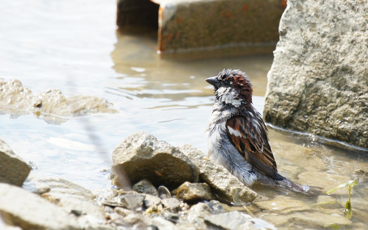 דרור הבית - ML647403341