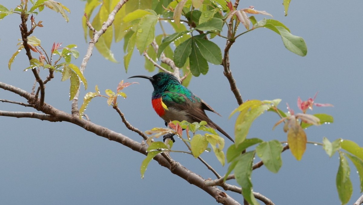 strdimil západokapský - ML647403343