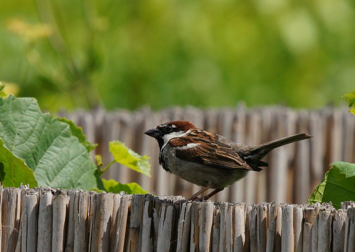 דרור הבית - ML647403347