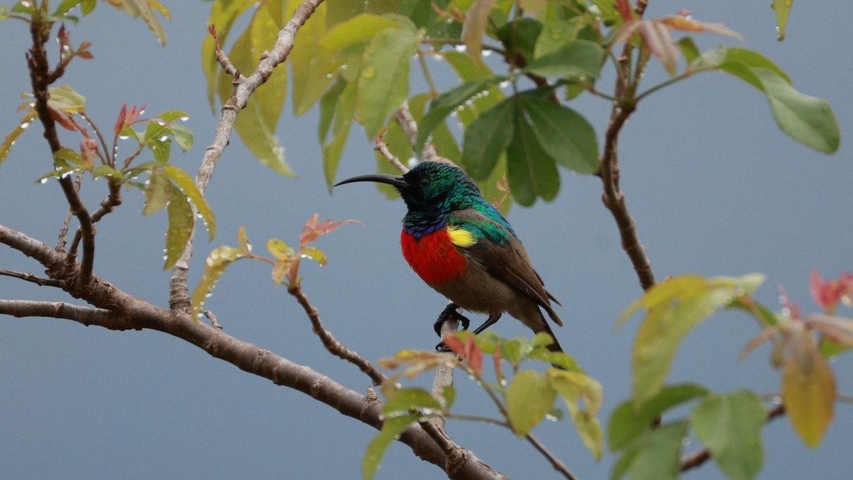 strdimil západokapský - ML647403348