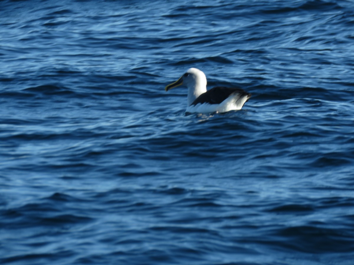 Буллеров альбатрос - ML647403374