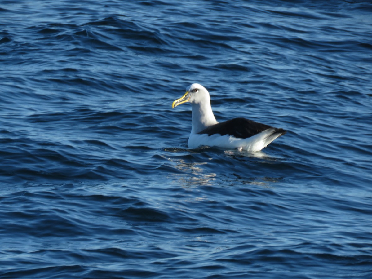 Буллеров альбатрос - ML647403375