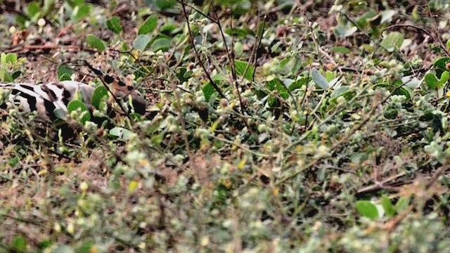 dudek chocholatý - ML647403381