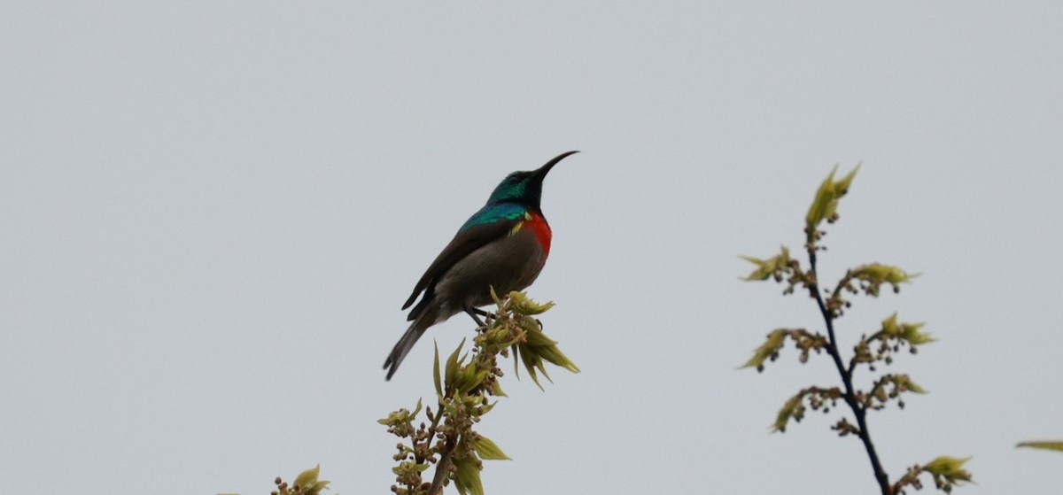 Southern Double-collared Sunbird - ML647403387