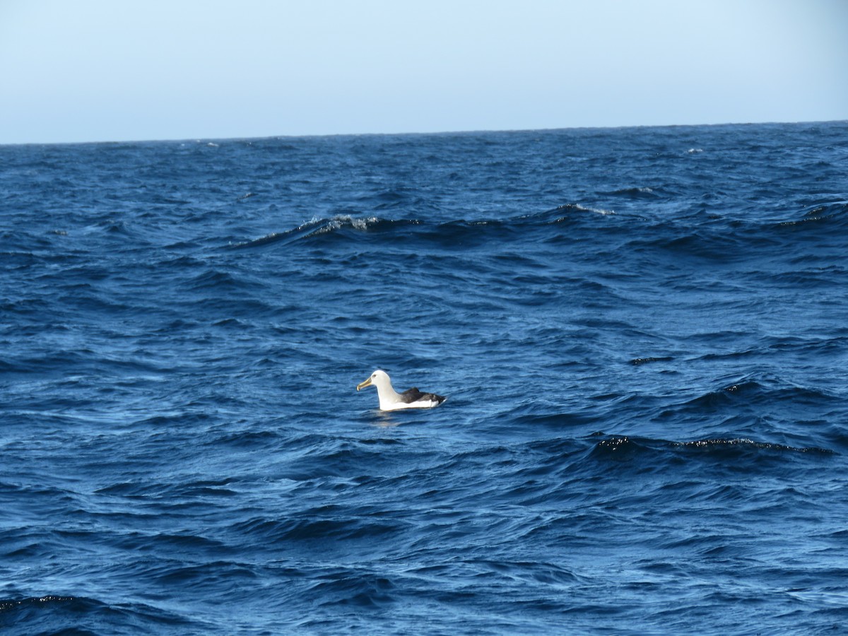 Буллеров альбатрос - ML647403399