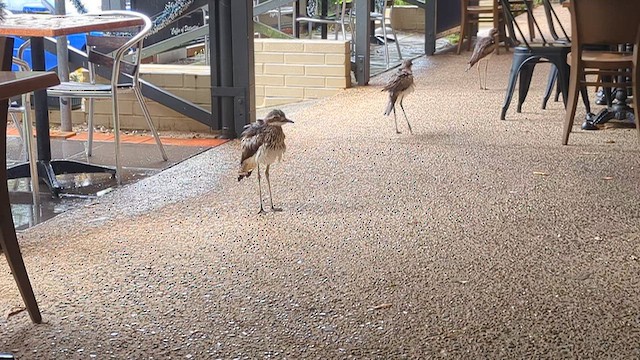 dytík velký - ML647403400