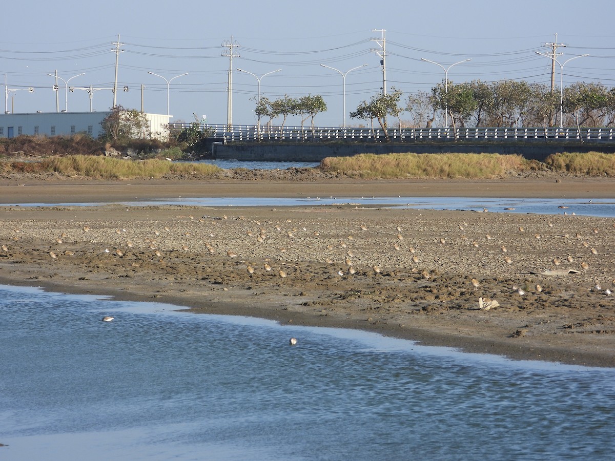 Pacific Golden-Plover - ML647403403