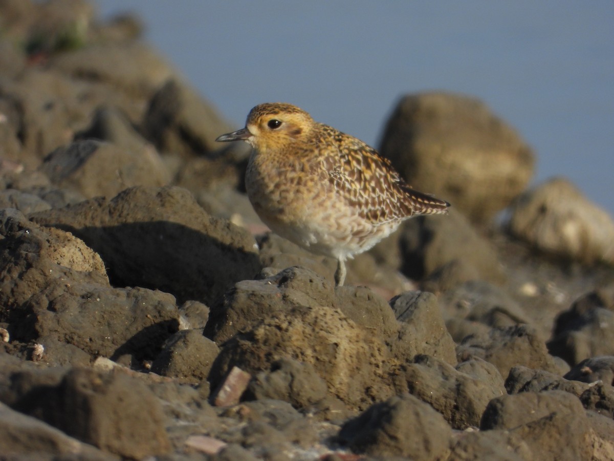 Pacific Golden-Plover - ML647403409