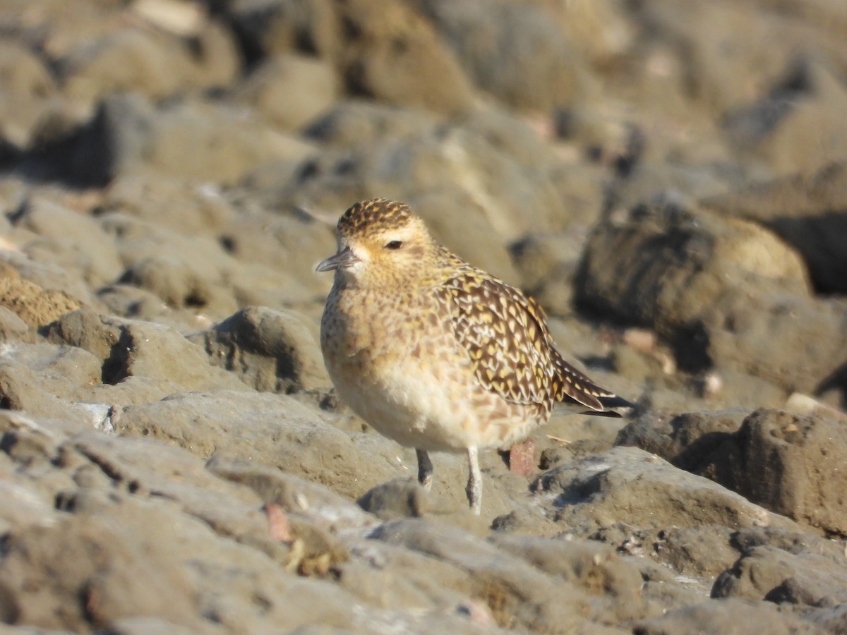 Pacific Golden-Plover - ML647403410