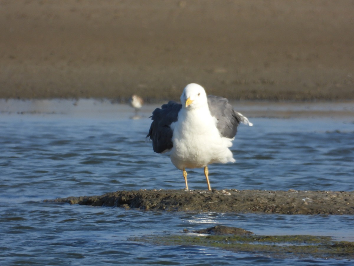 gull/tern sp. - ML647403420