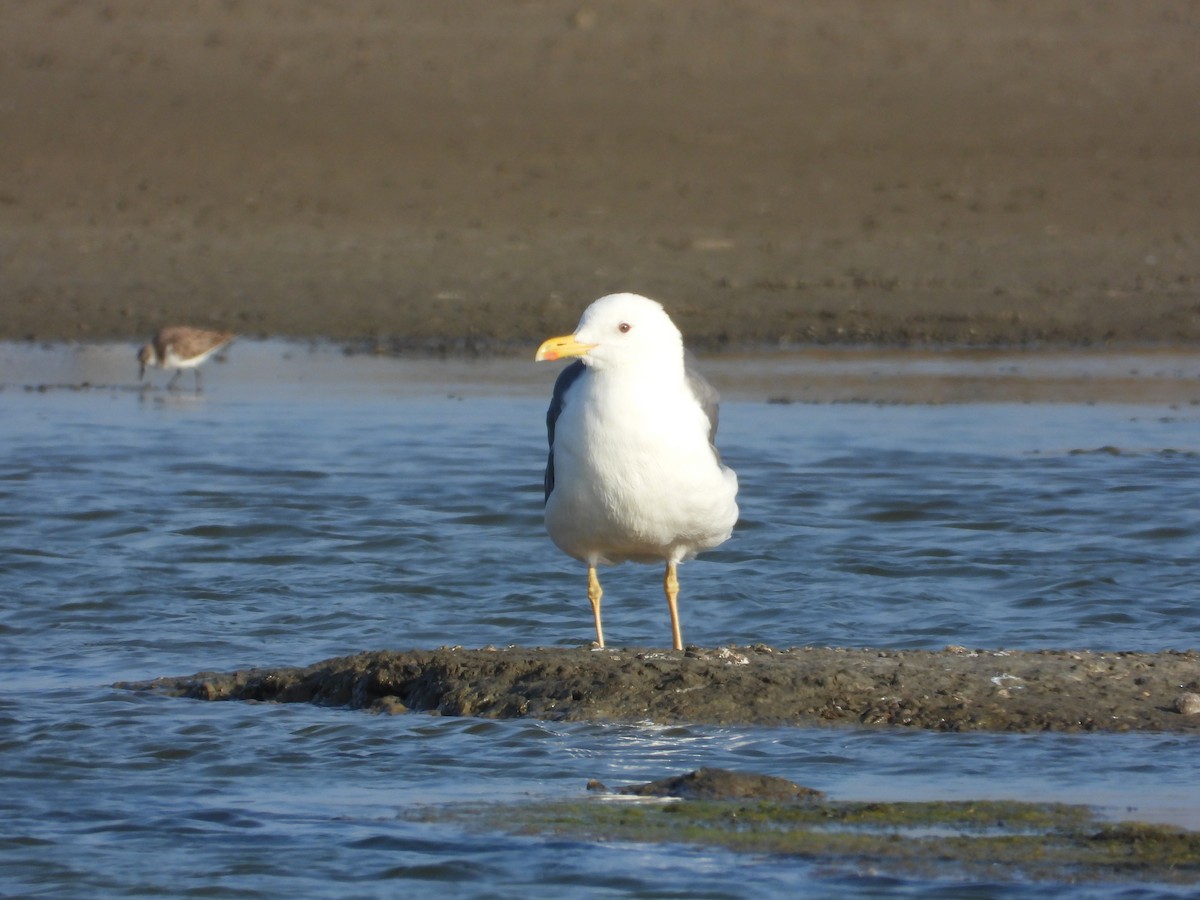 gull/tern sp. - ML647403421