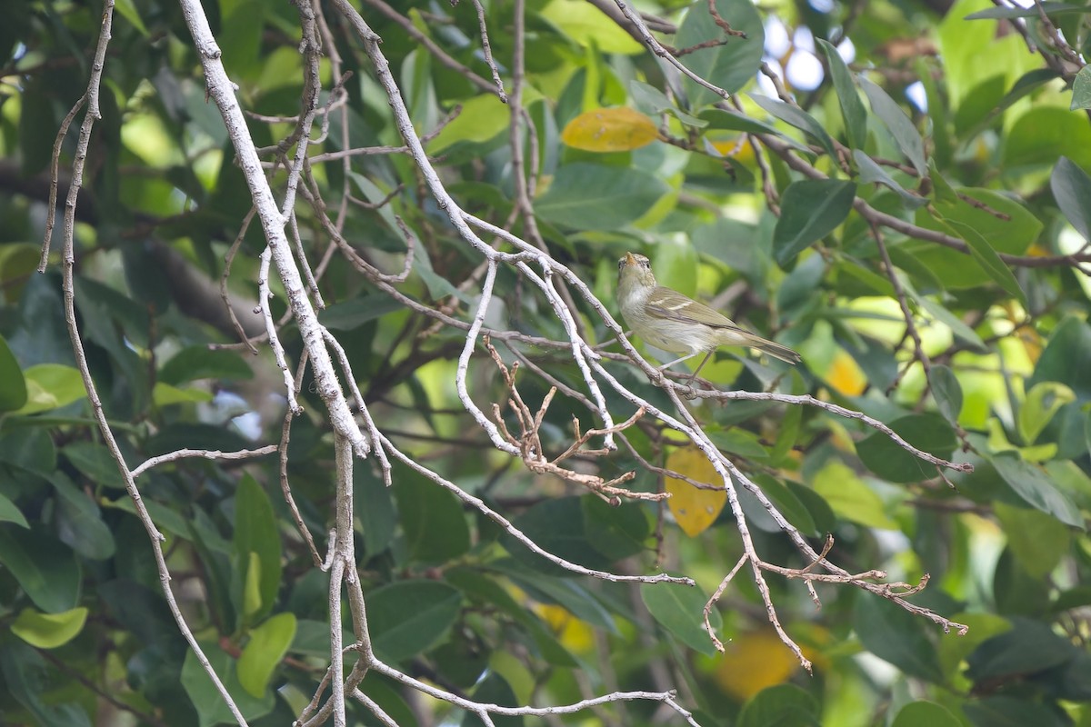 Pouillot à deux barres - ML647403438