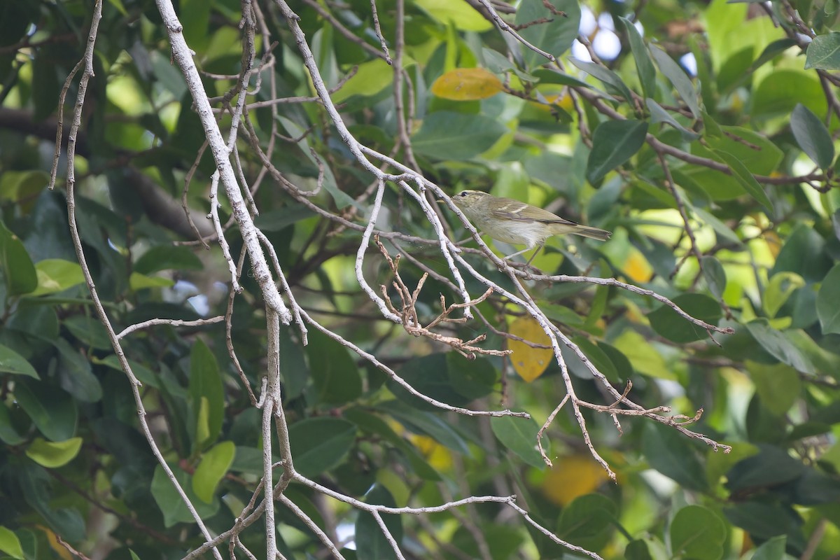 Pouillot à deux barres - ML647403439