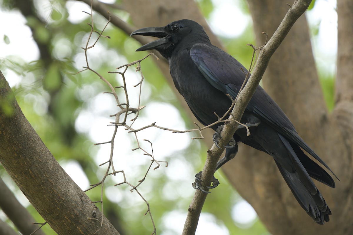 Corbeau à gros bec (levaillantii) - ML647403443