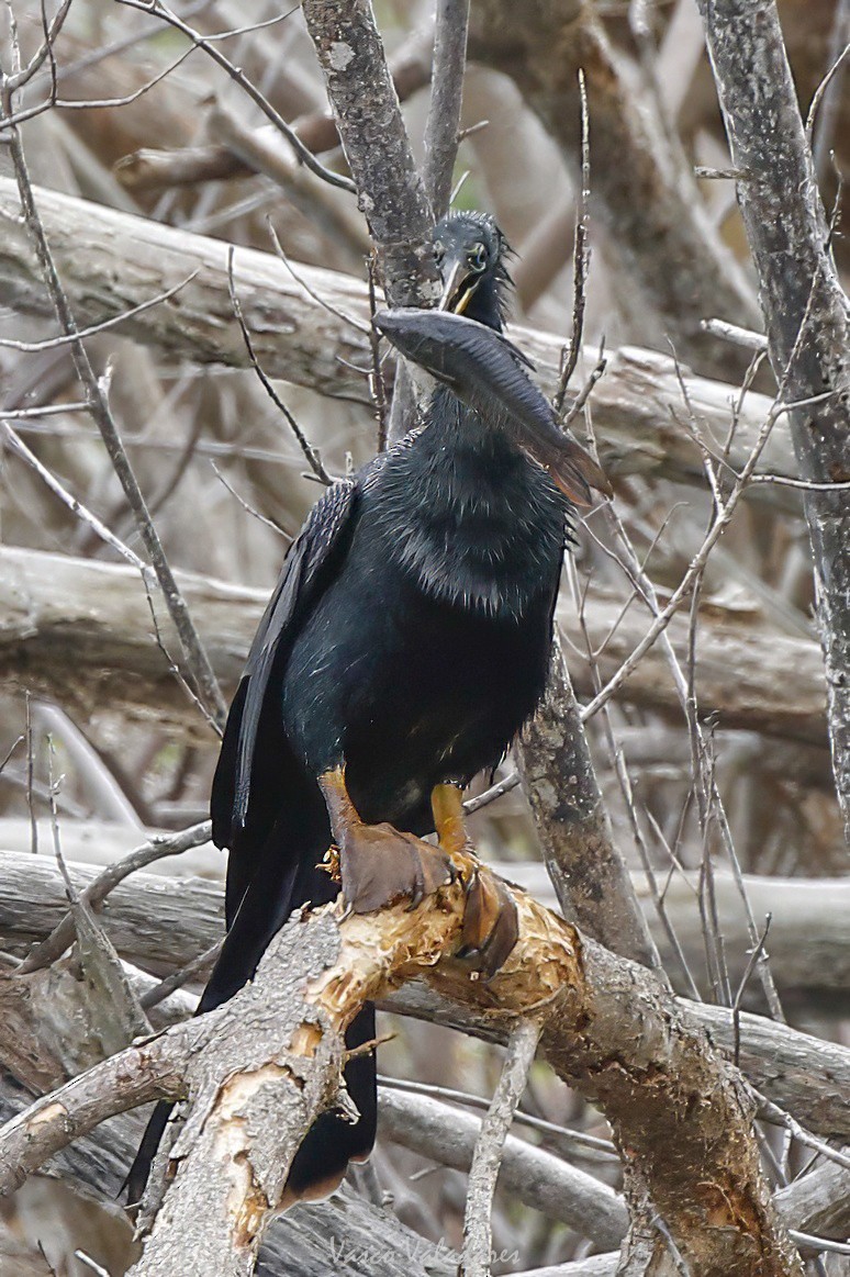 Anhinga d'Amérique - ML647403444