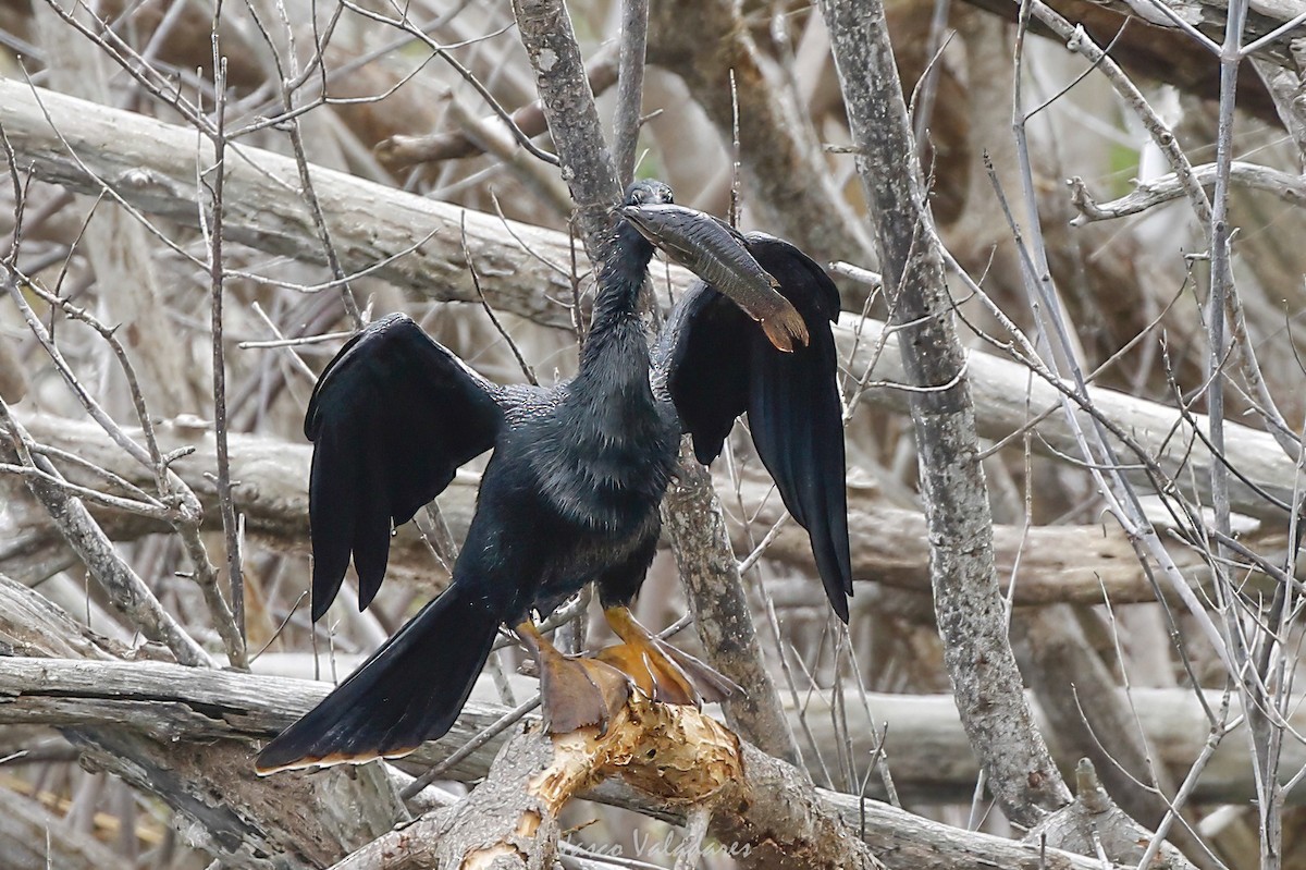 Anhinga d'Amérique - ML647403445