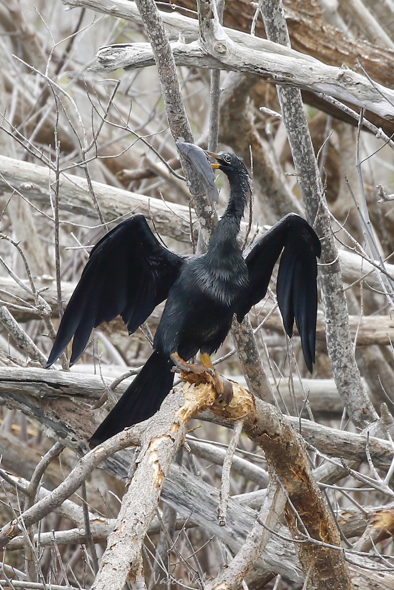 Anhinga d'Amérique - ML647403447