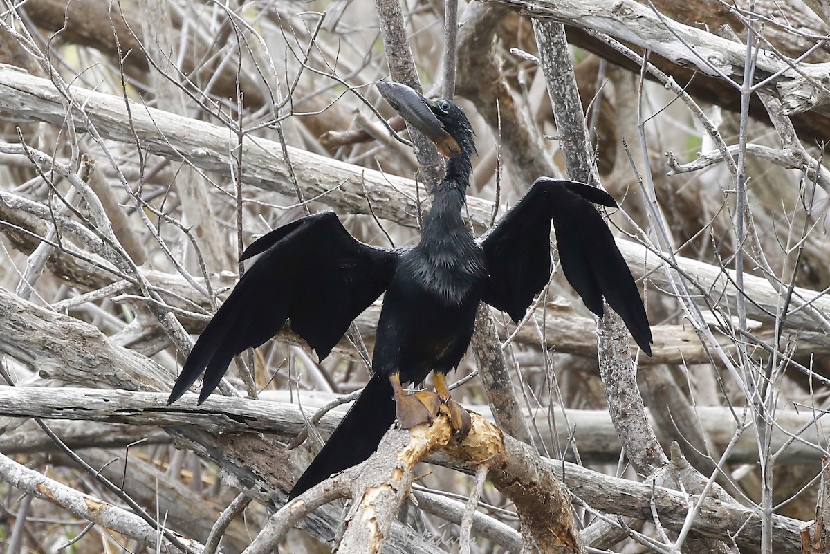 Anhinga d'Amérique - ML647403448