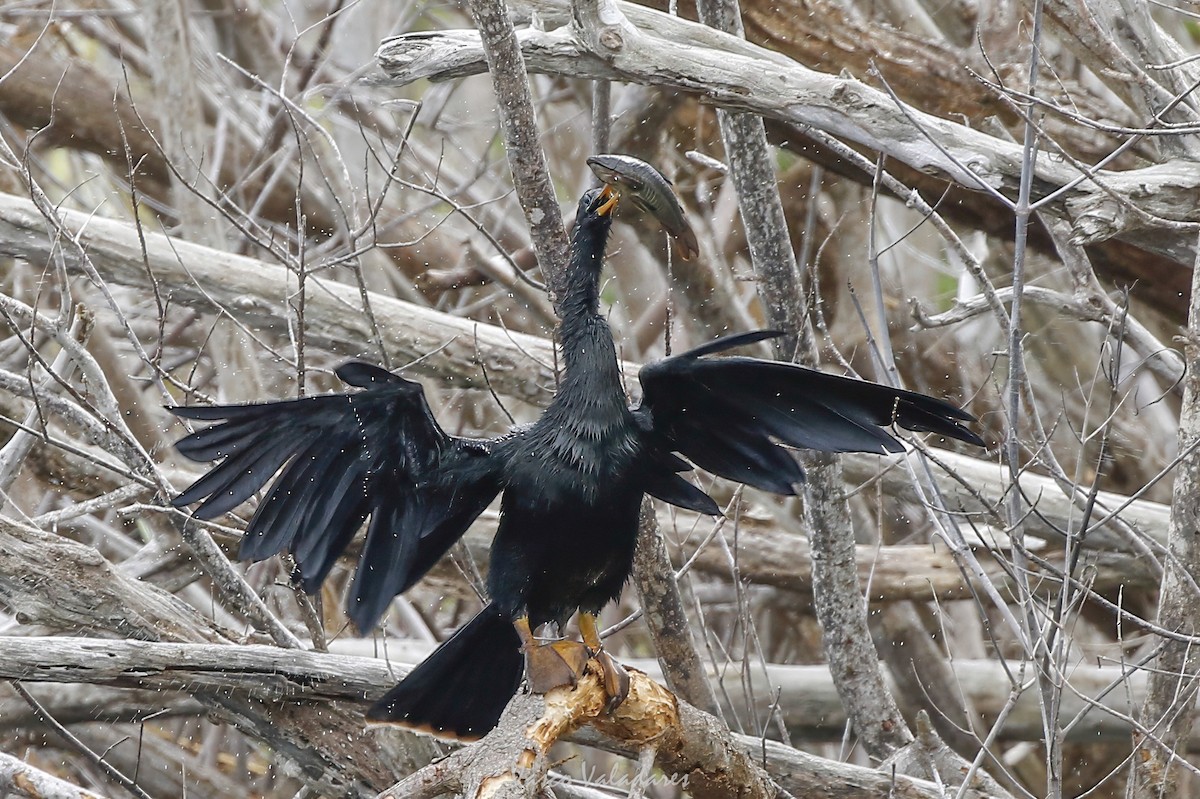 Anhinga d'Amérique - ML647403449