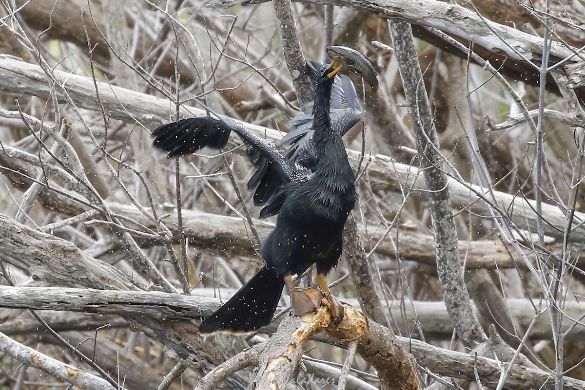 Anhinga d'Amérique - ML647403450