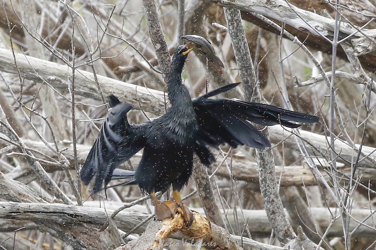 Anhinga d'Amérique - ML647403451