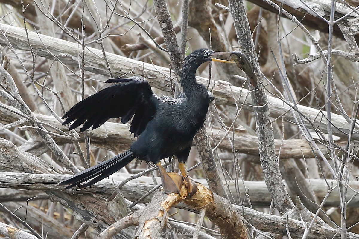 Anhinga d'Amérique - ML647403453
