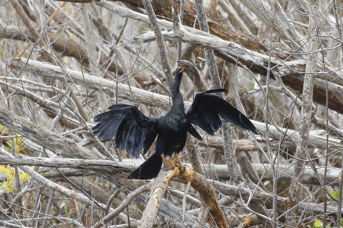 Anhinga d'Amérique - ML647403454