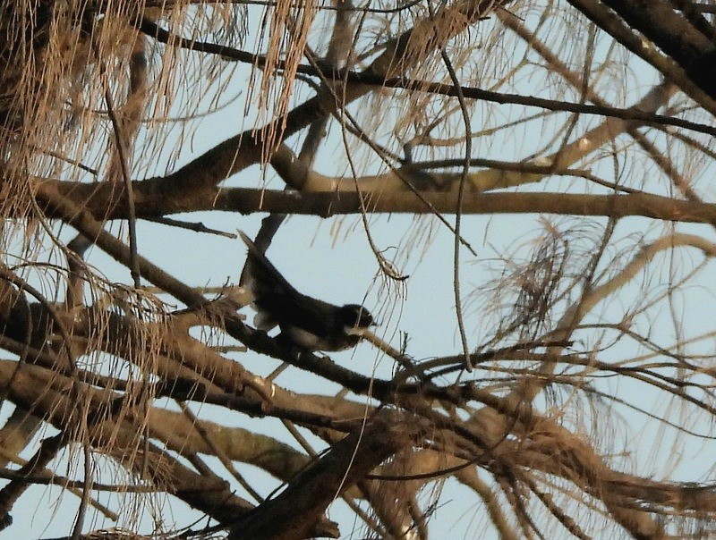 Rhipidure à poitrine tachetée - ML647403455