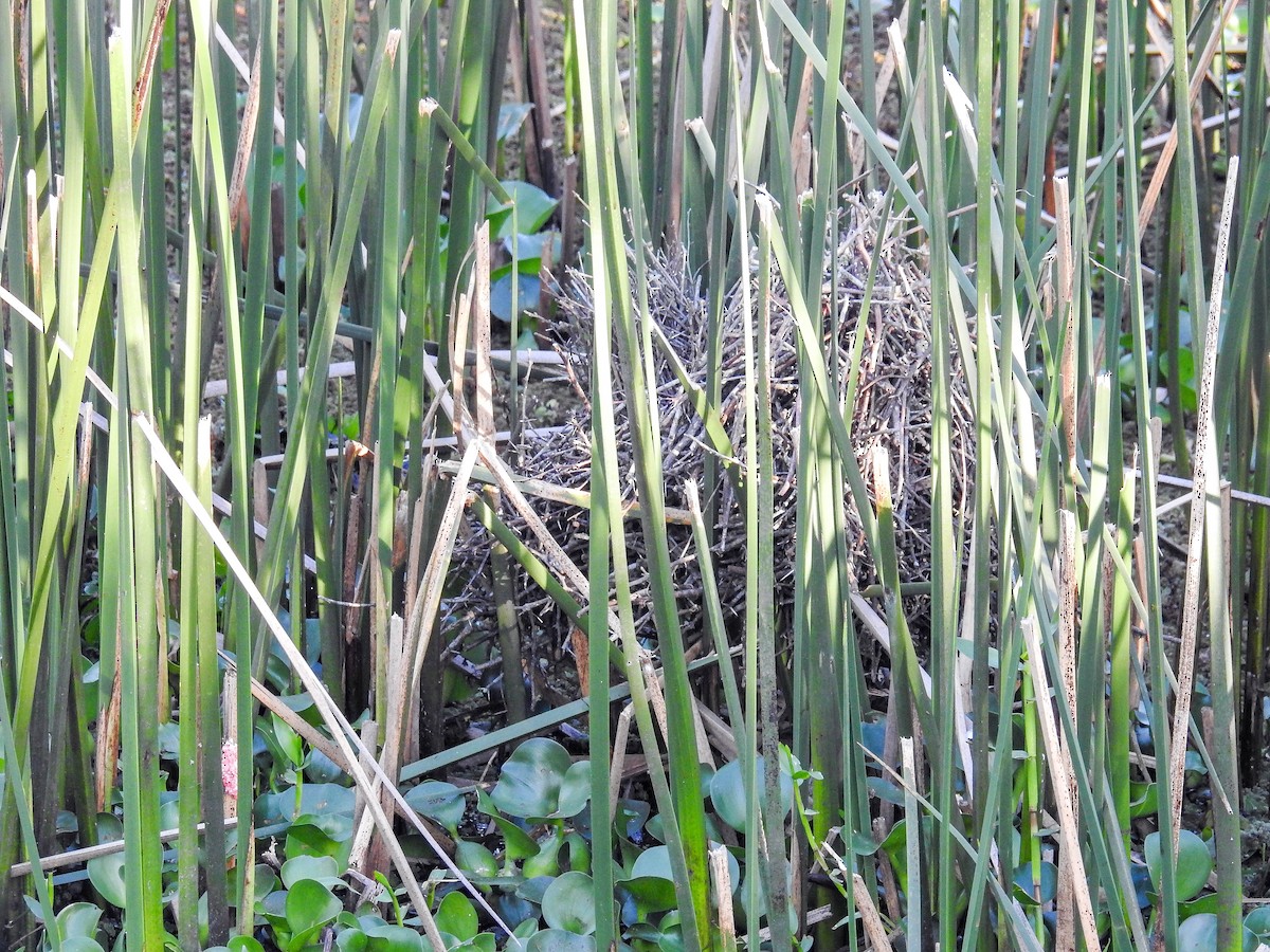 Synallaxe à gorge jaune - ML647403458