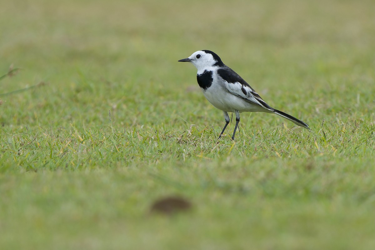 Bergeronnette grise (leucopsis) - ML647403460