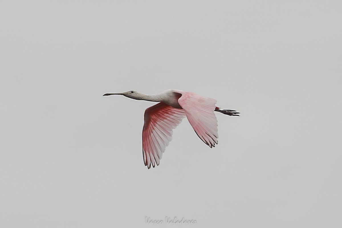 Spatule rosée - ML647403463