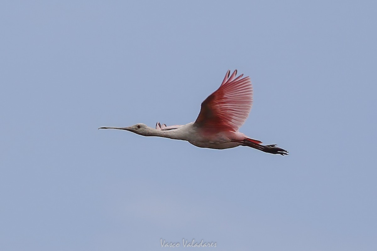 Spatule rosée - ML647403464