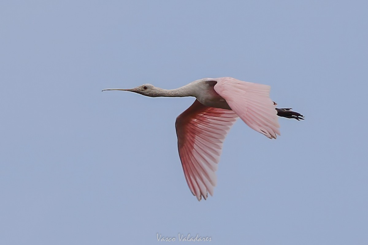 Spatule rosée - ML647403465