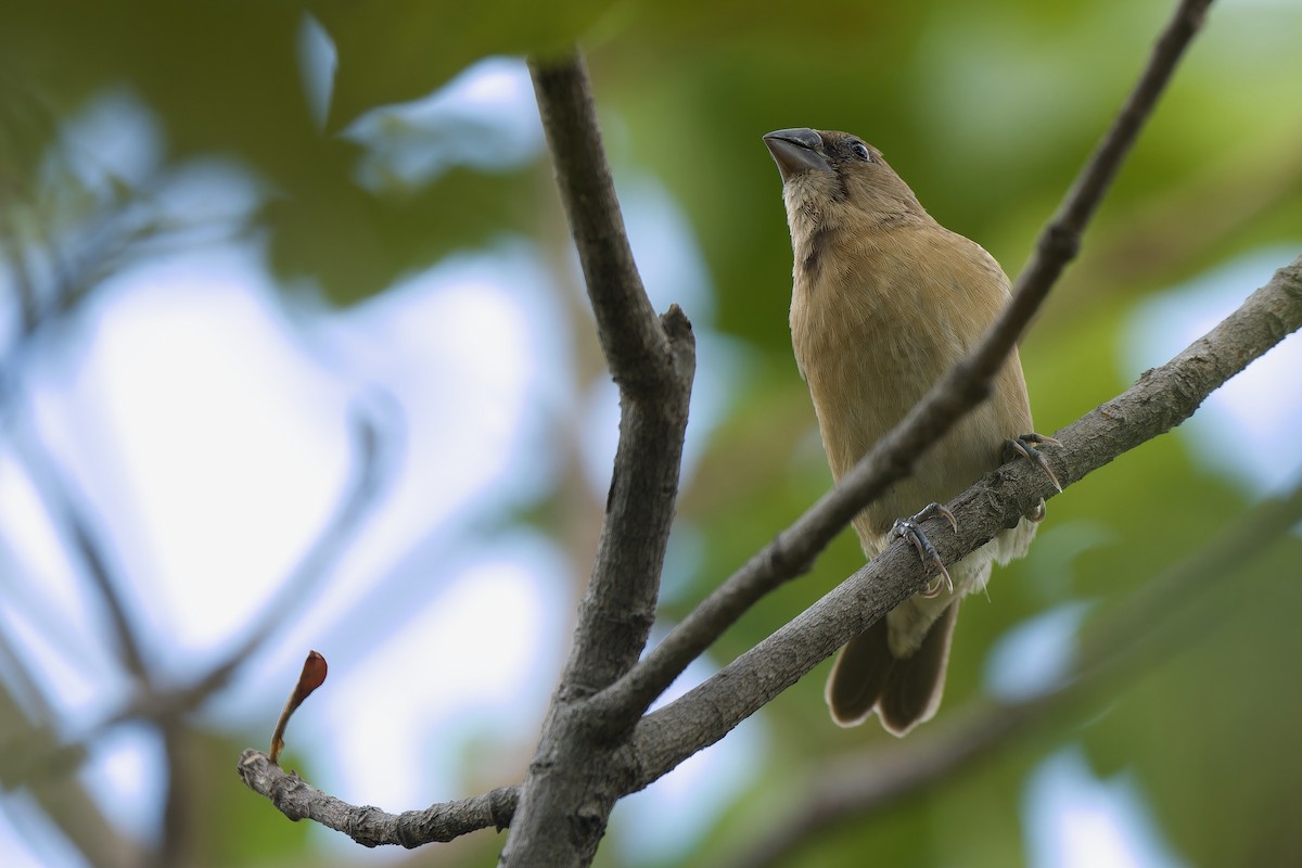 Capucin à tête noire (groupe atricapilla) - ML647403469