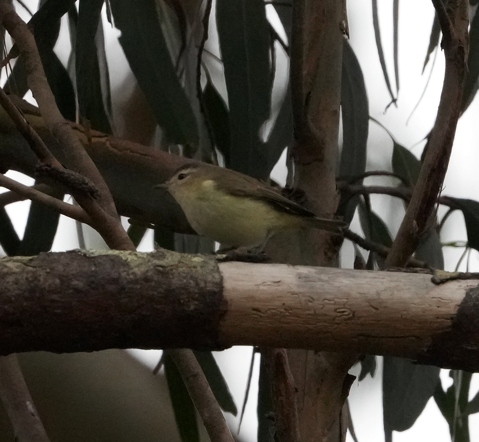 Viréo de Swainson - ML647403470